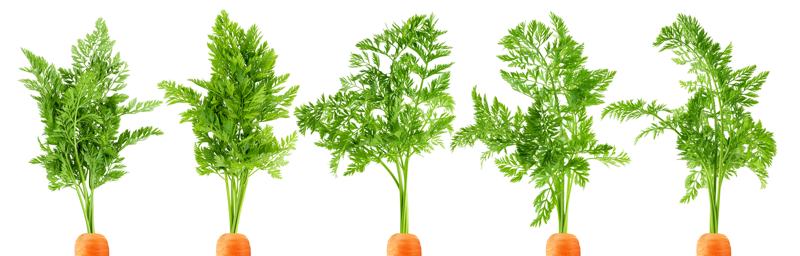 gezonde wortels