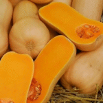 flespompoen van binnen en buiten Butternut pumpkin